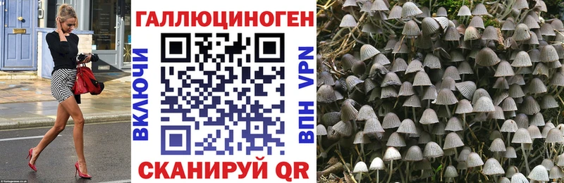 дарнет шоп Саки Галлюциногенные грибы Psilocybine cubensis